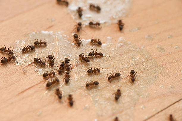 Best Ant Control Services  in Castle Dale, UT